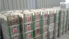 100噸荔枝保鮮冷庫多大面積，多少錢